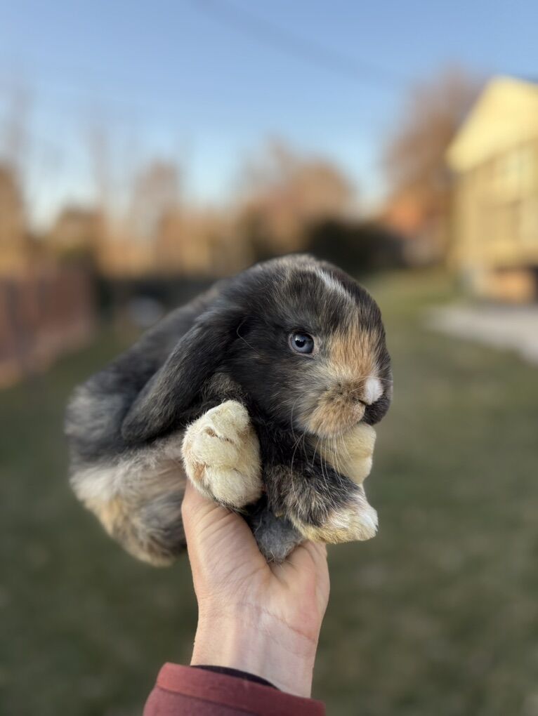 Holland Lop Buck