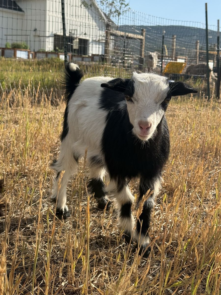 3 baby friendly female fainting goats