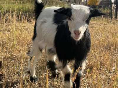 3 baby friendly female fainting goats