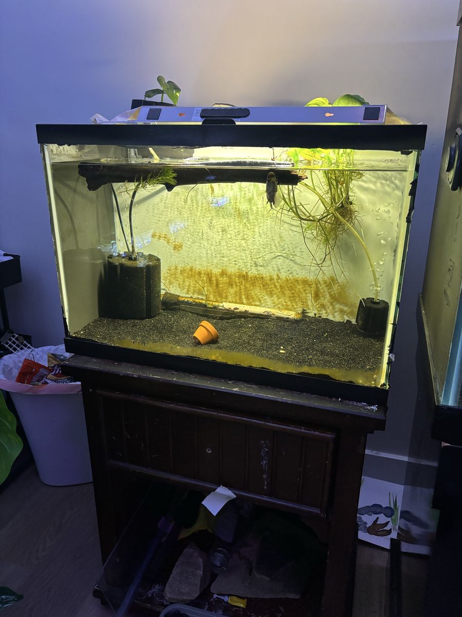 flowerhorn and setup