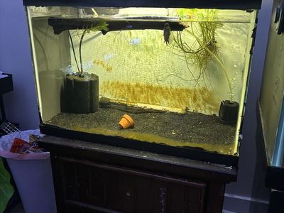 flowerhorn and setup