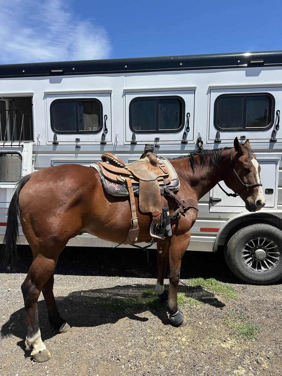 Maui 2015 Grade Finished Head horse gelding