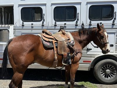 Maui 2015 Grade Finished Head horse gelding