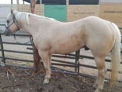 AQHA REGISTERED Palomino Stallion