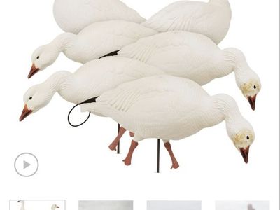 Snow goose spread