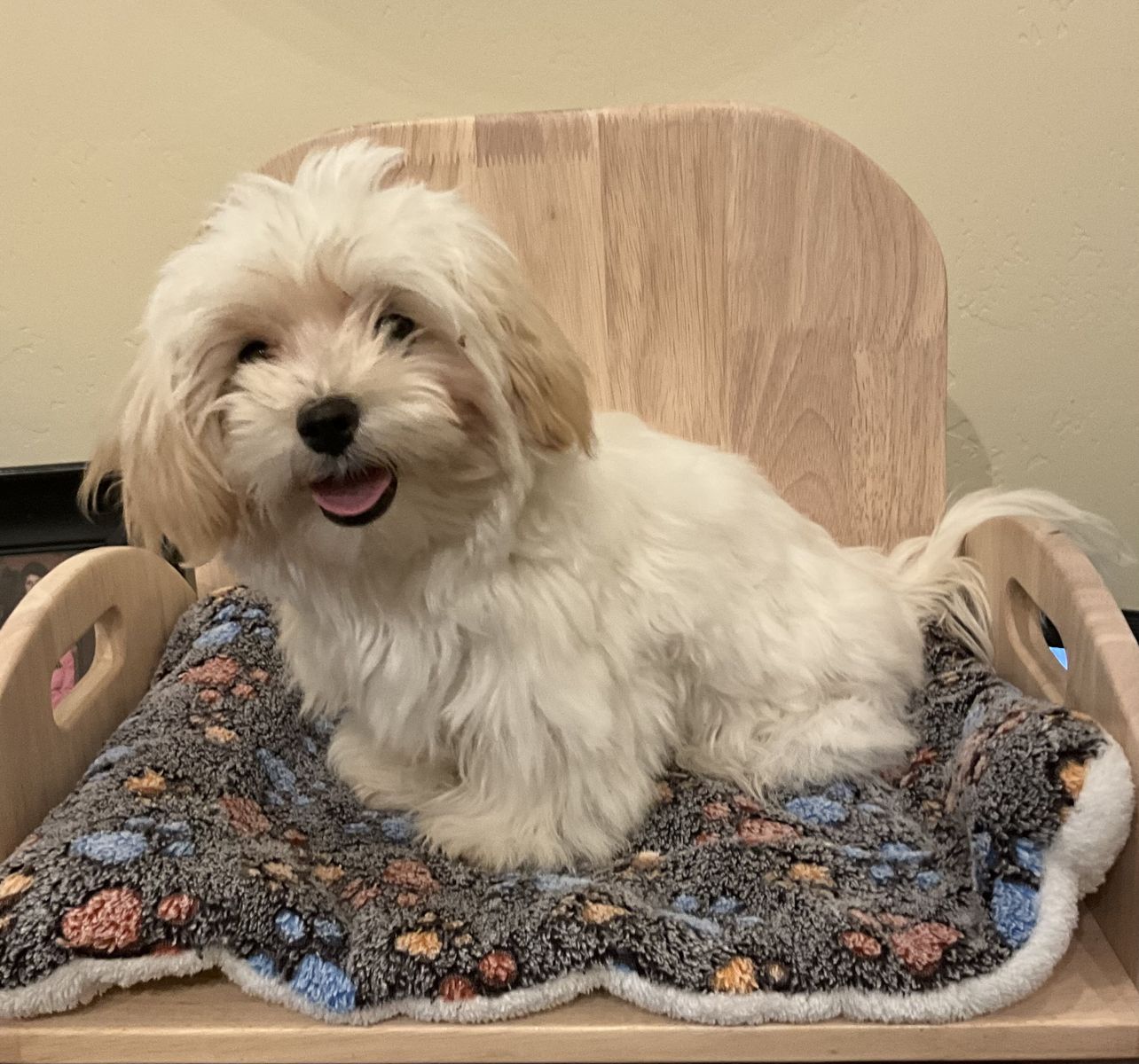 Morkie