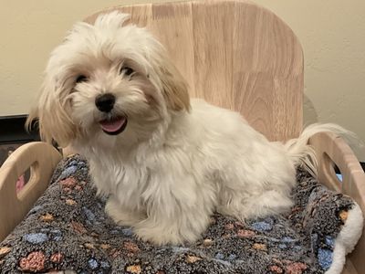 Morkie