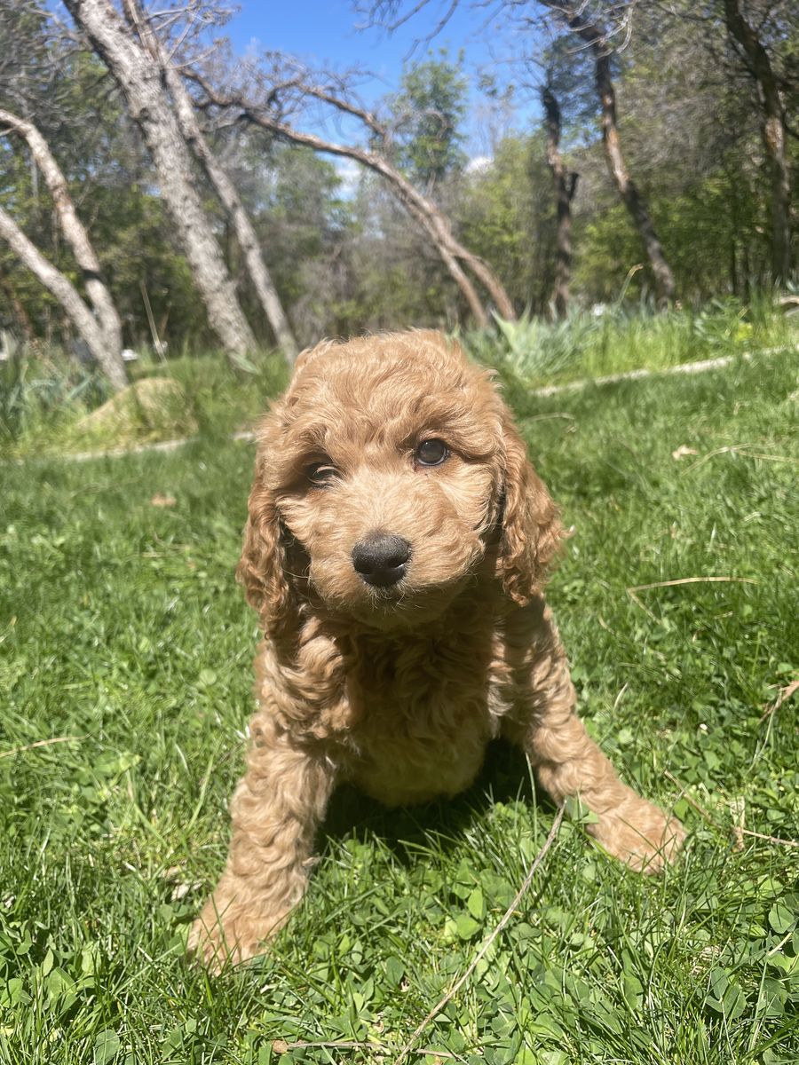 Mini Goldendoodle Puppies Ready for Summer!