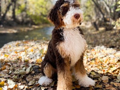 Chocolate bernedoodle stud, perfect for making bernedoodles