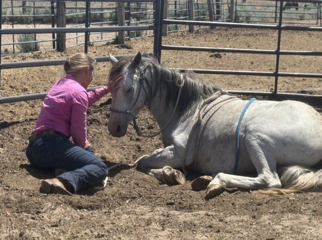 Coming four year old mare