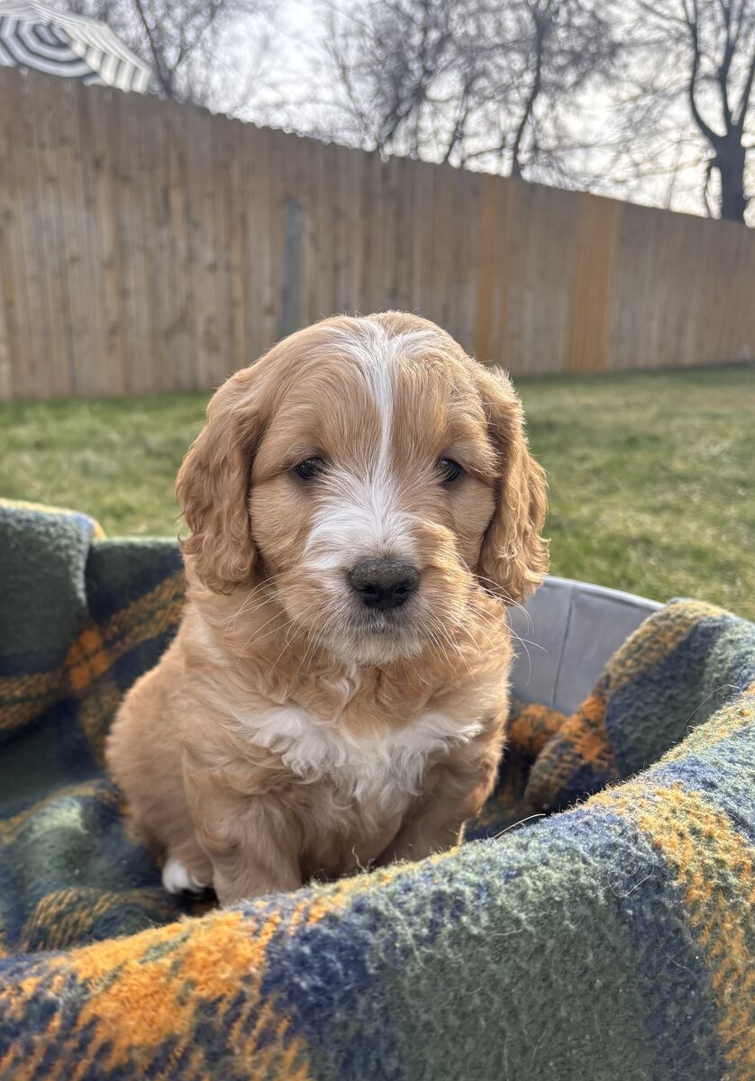 Small-medium Goldendoodles
