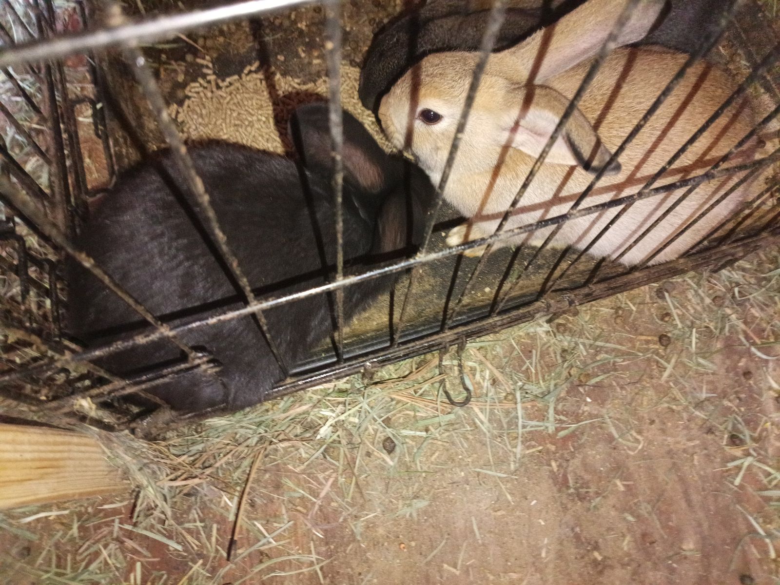Two Rabbits for Sale - 1 Male Brown, 1 Female Black
