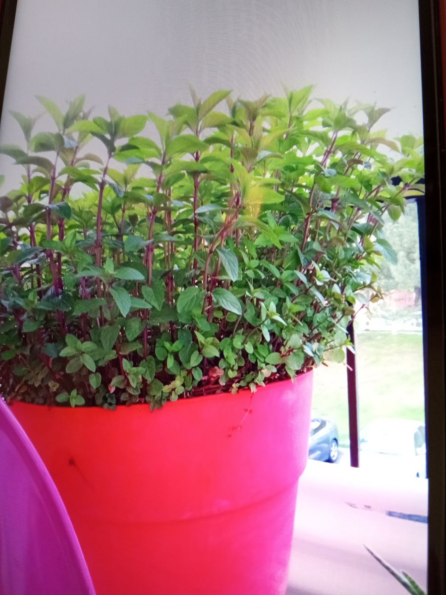 Large live insect repelling and pollinator plant chocolate peppermint great for planting around foundation of houses mint pot