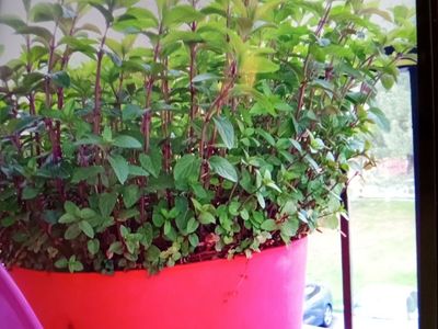 Large live insect repelling and pollinator plant chocolate peppermint great for planting around foundation of houses mint pot