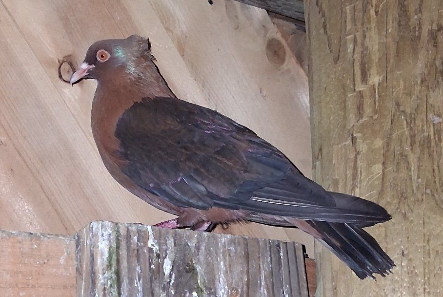 Archangel pigeons  