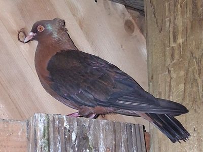 Archangel pigeons
