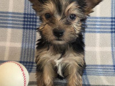 Tiny Teacup Yorkies