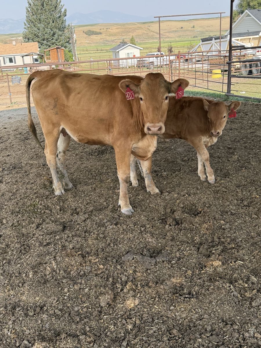 Full blood Waygu pair 