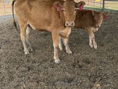 Full blood Waygu pair