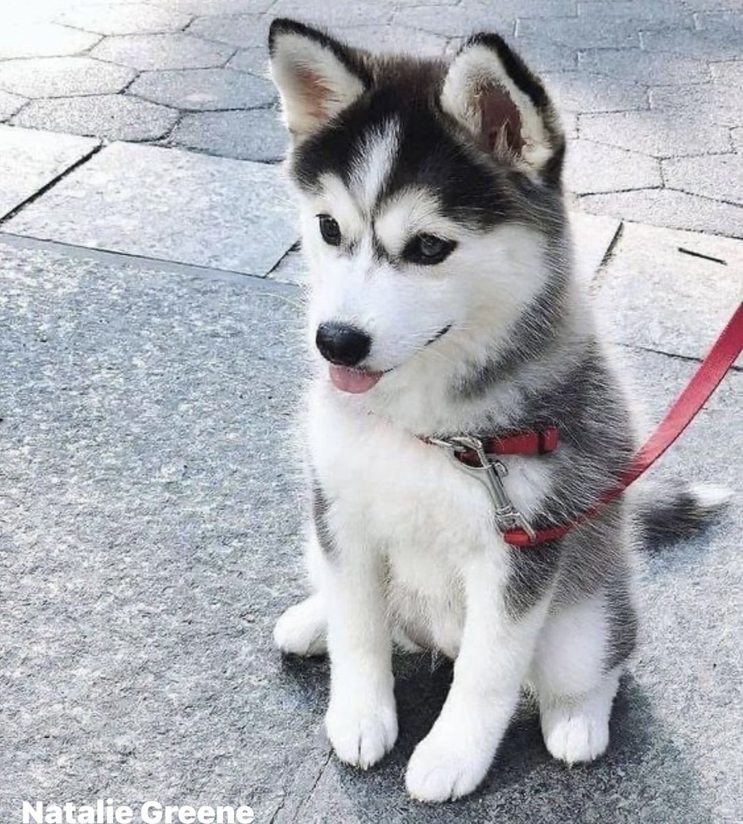 Adorable Siberian Husky Puppies - 4 Boys Available