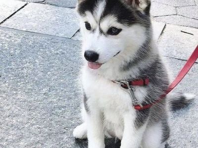 Adorable Siberian Husky Puppies - 4 Boys Available