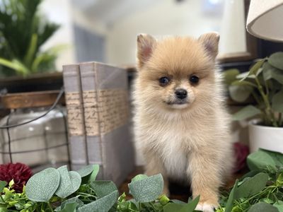 Mini Pomsky (Alaskan Klee Kai X Pomeranian)