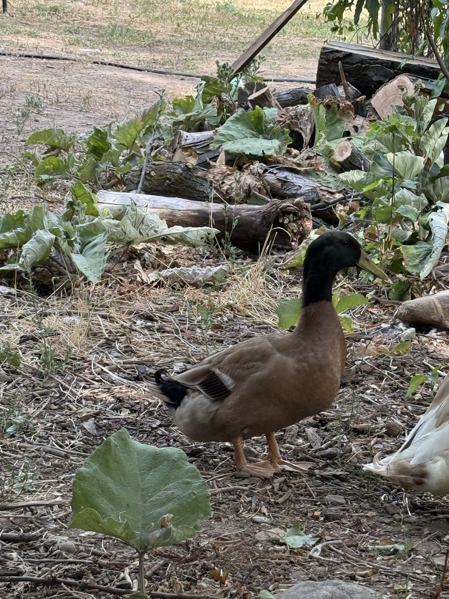 Drake duck