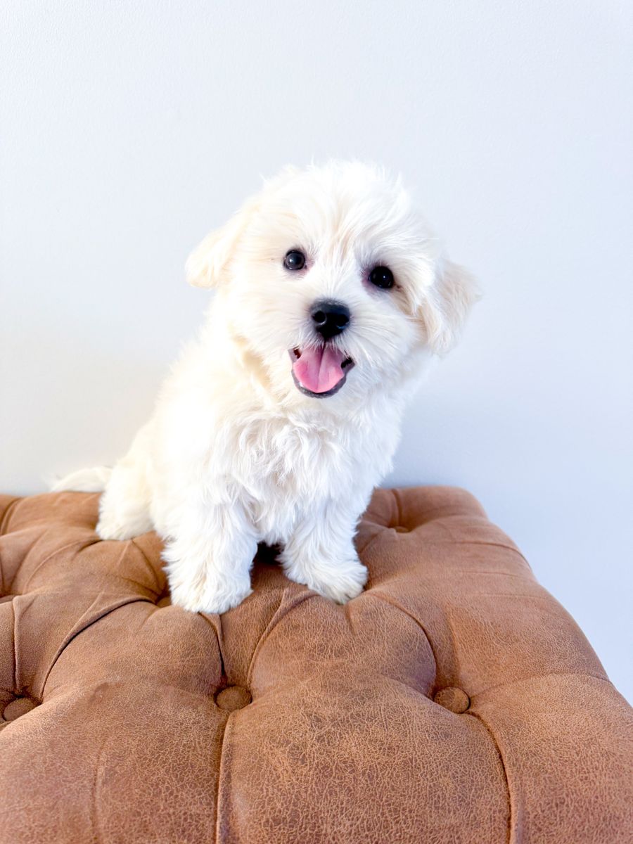 Maltonese - Maltipoo - Maltese Mix Hypoallergenic, No Shed, Amazing Temperament, Crate Trained