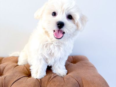 Maltonese - Maltipoo - Maltese Mix Hypoallergenic, No Shed, Amazing Temperament, Crate Trained