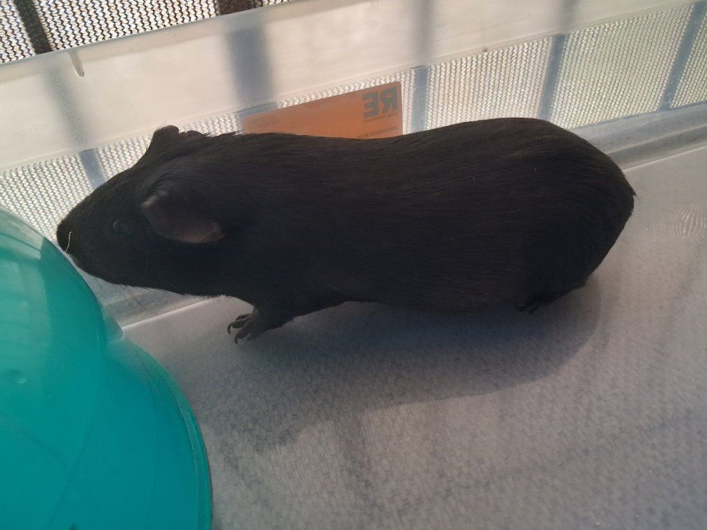 Cute Abyssinian Guinea Pig for Sale - Friendly and Healthy Pet