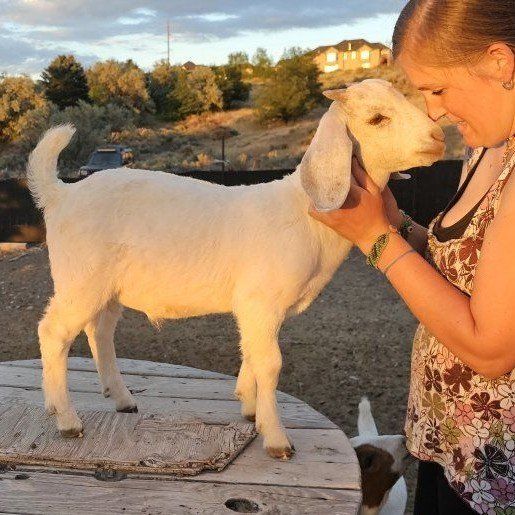 Savanna/ Boer Goat Kids