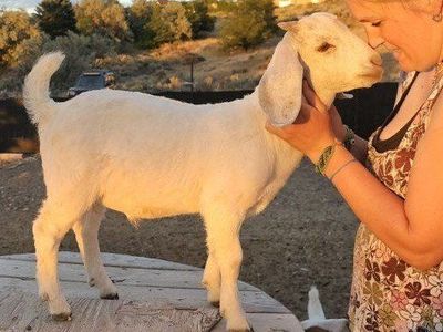 Savanna/ Boer Goat Kids
