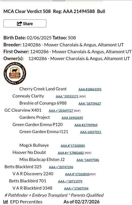 Registered Yearling Black Angus Heifer Bull