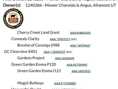 Registered Yearling Black Angus Heifer Bull