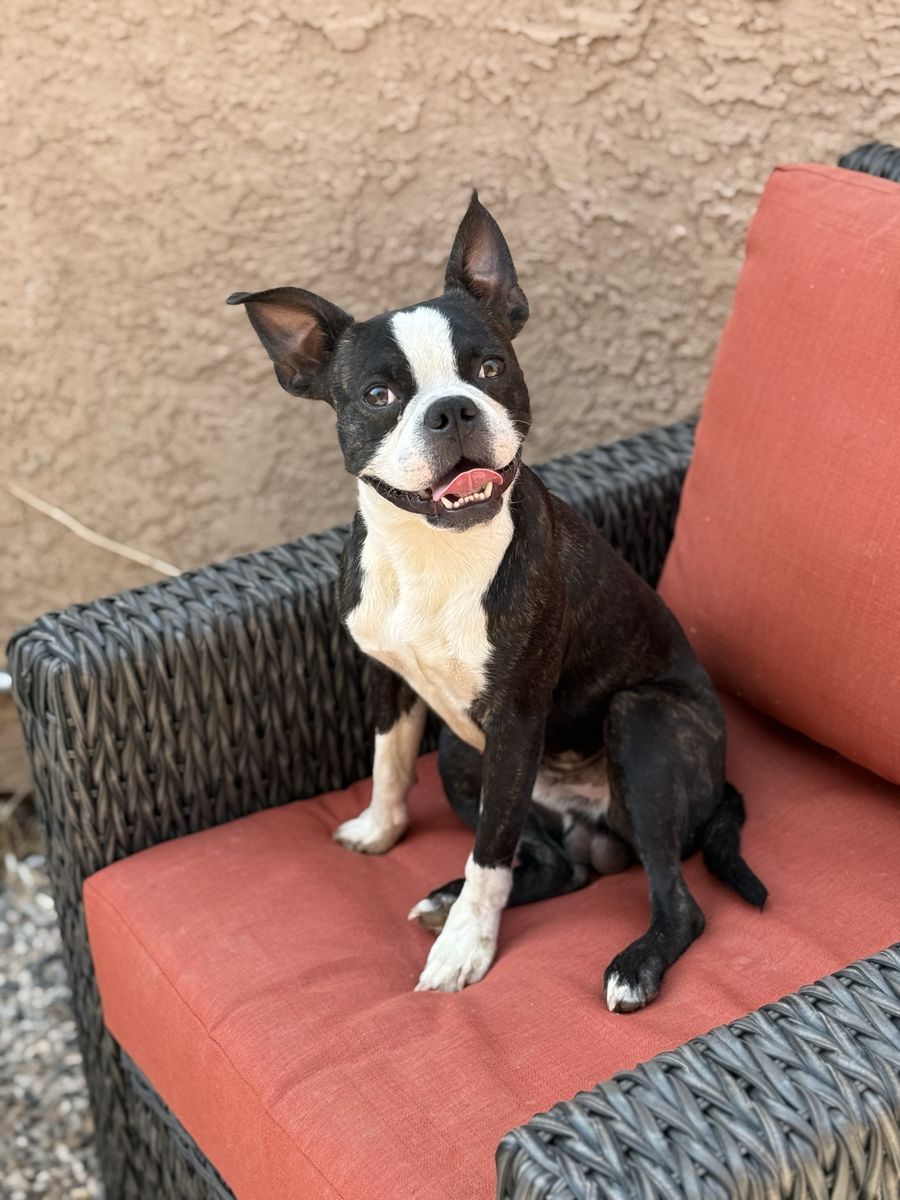 Male Bugg (Boston Terrier & Pug Mix) 