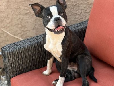 Male Bugg (Boston Terrier & Pug Mix)