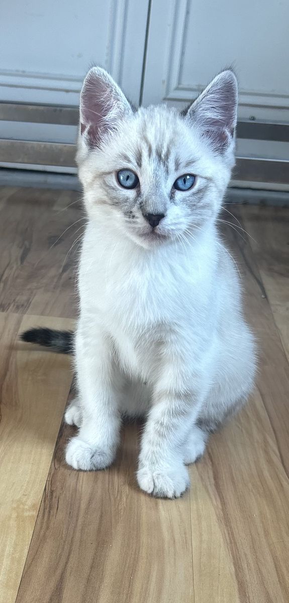 Bengal, Ragdoll kittens
