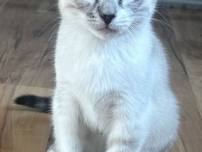 Bengal, Ragdoll kittens