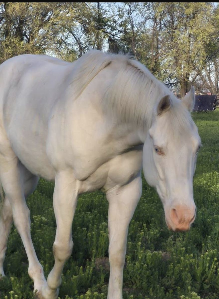 10 yr grade gelding