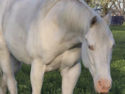10 yr grade gelding
