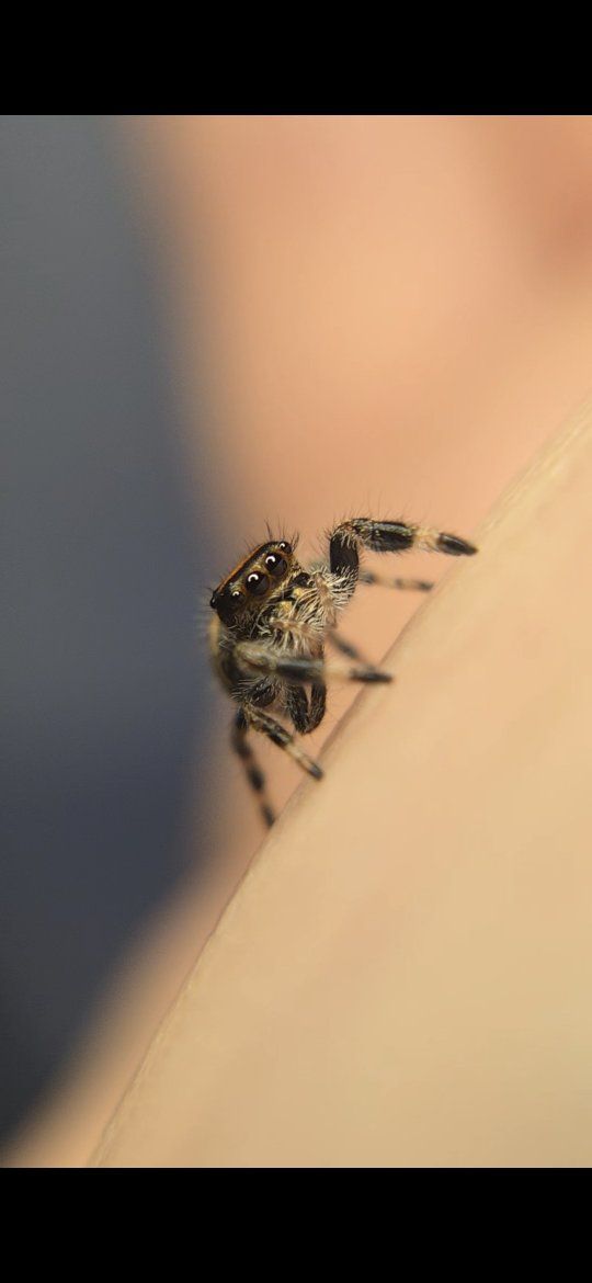 Flare- regal female