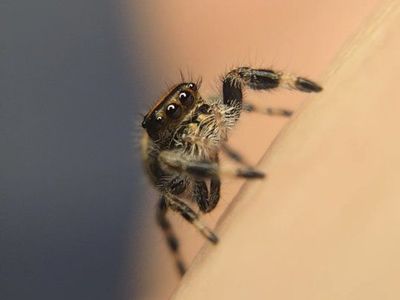 Flare- regal female