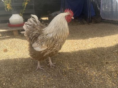 Buff Rooster