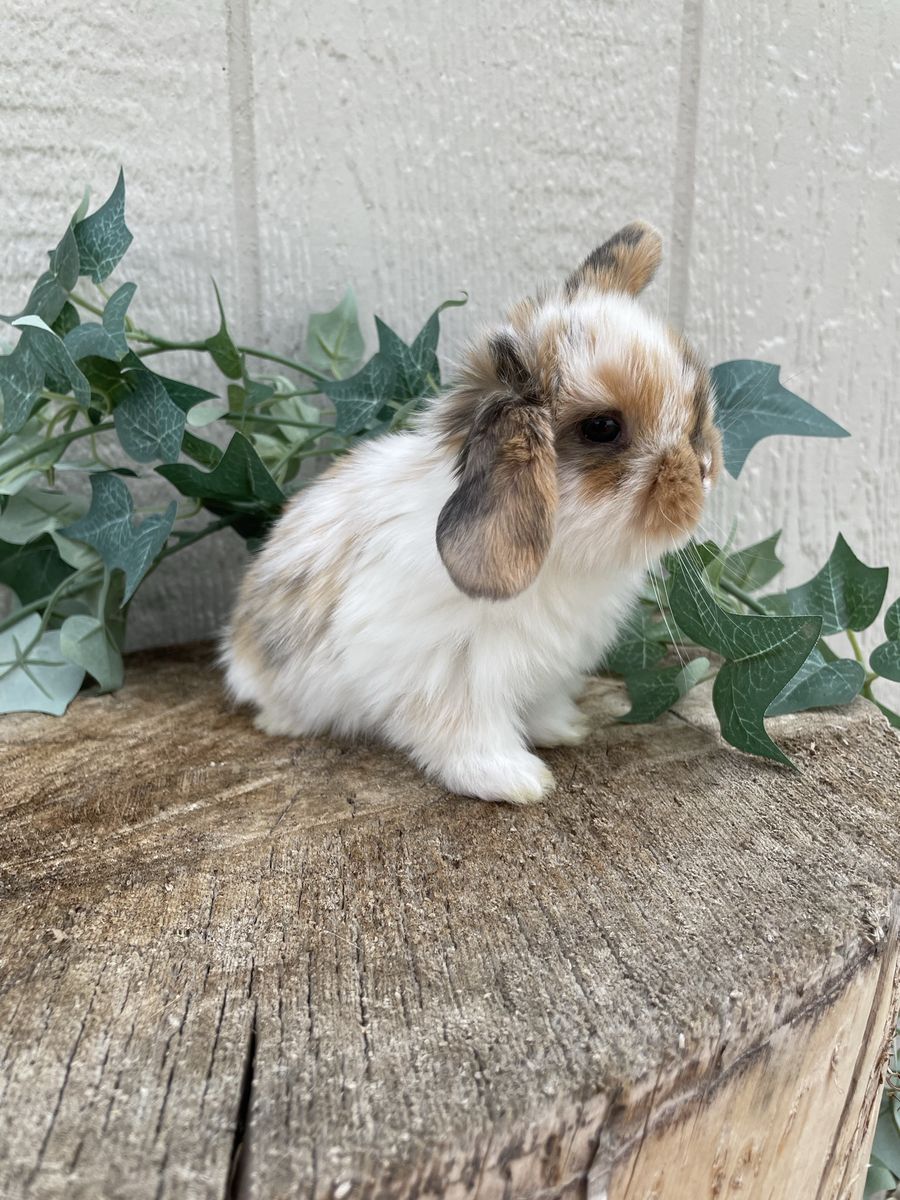 Purebred Holland Lop Doe (fully pedigreed) 
