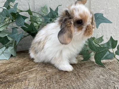 Purebred Holland Lop Doe (fully pedigreed)