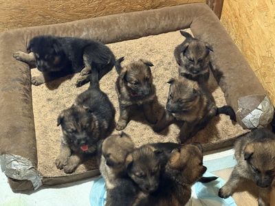 German Shepherd puppies