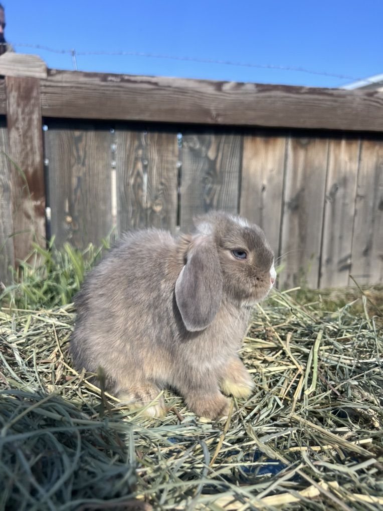 Lynx Doe holland lop