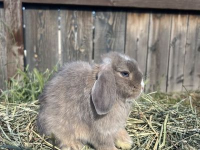 Lynx Doe holland lop