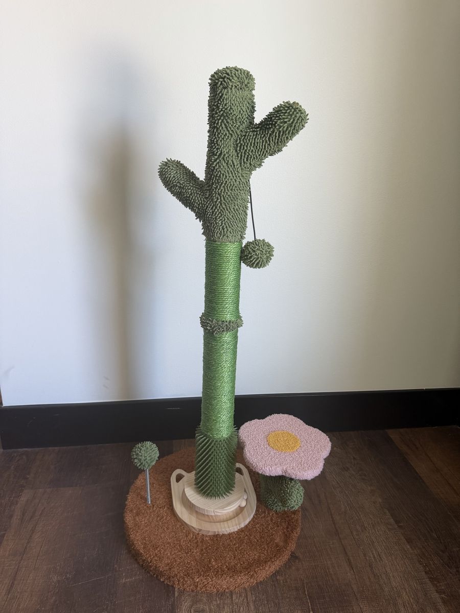 Kitty Cactus