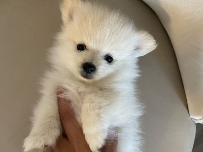 Pomeranian Puppies